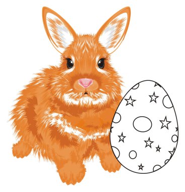 küçük portakal tavşan değil renkli yumurta ile