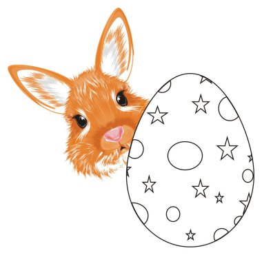 yumurta boyama dan portakal bunny sopa namlu