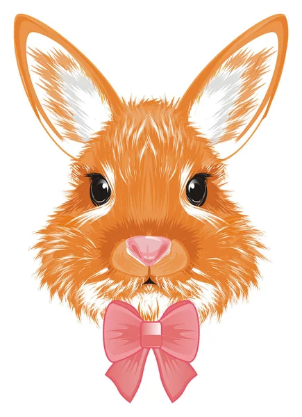 Snout Orange Bunny Bow — Stock Photo, Image