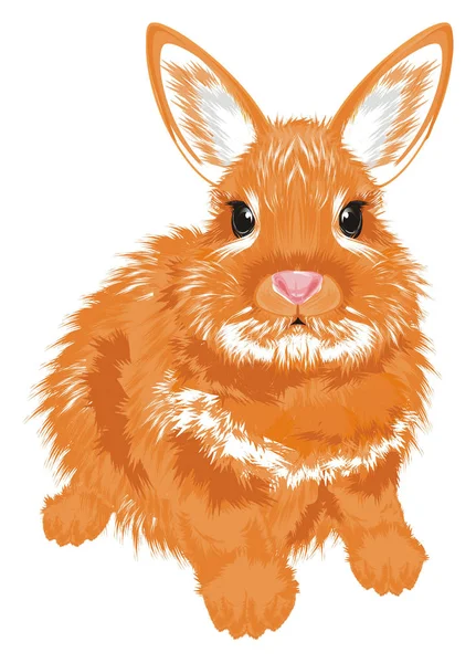 小橙兔坐着看 — 图库照片