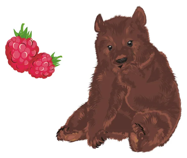 Brown Bear Large Red Raspberry — Stock Photo, Image