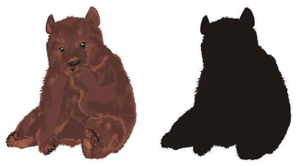 棕熊与实心黑熊坐在一起 — 图库照片