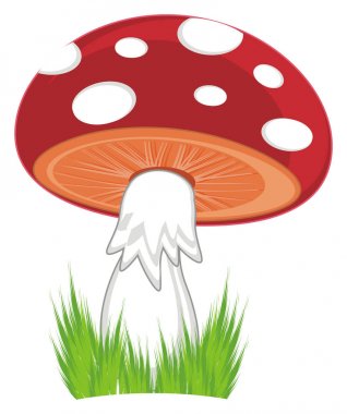 yeşil çim den yukarı bir amanita göz