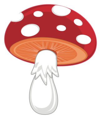 beyaz zemin üzerinde bir amanita