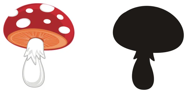 단단한 버섯과 — 스톡 사진