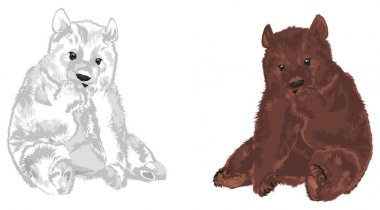 Kutup ayısı ile boz ayı