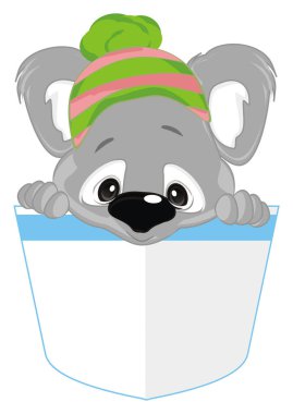 Ilık şapkalı gri koala