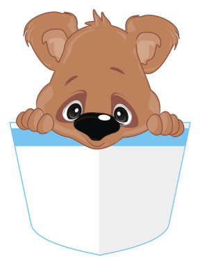 kahverengi ayıcık cebinde oturuyor.