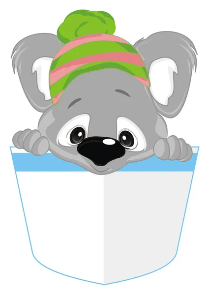 Koala Gri Pălărie Caldă — Fotografie, imagine de stoc