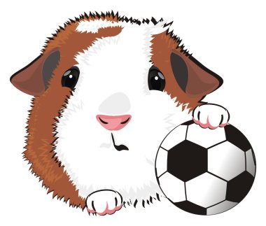  Kobay bir futbol topu tutuyor.