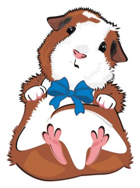  Mavi fiyonklu kobay çocuk.