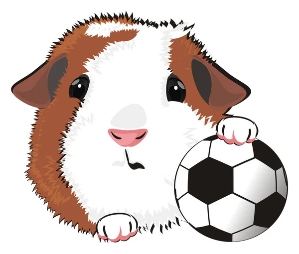 Cavia Tenere Pallone Calcio — Foto Stock