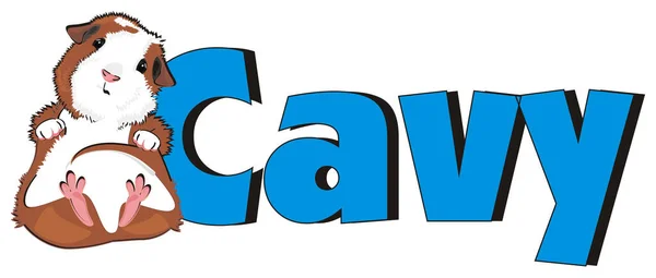กษร Cavy และหน ตะเภา — ภาพถ่ายสต็อก