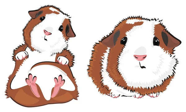 Pair Funny Guinea Pigs Together — Stock Photo, Image