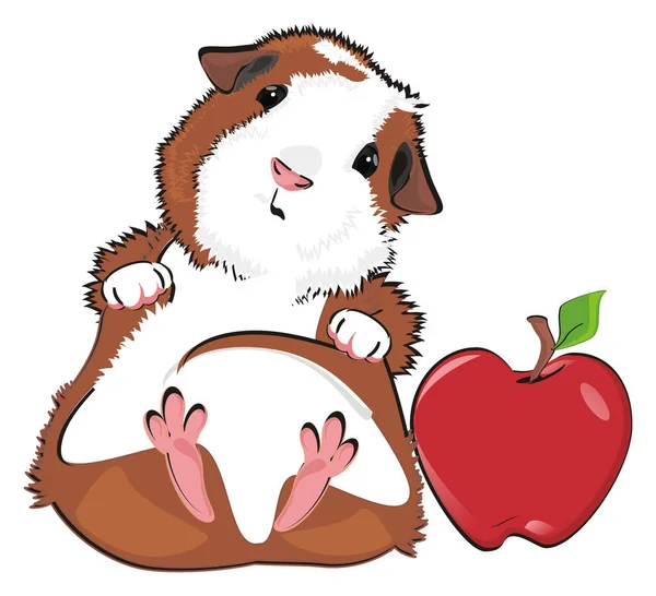 Guinea Pig Large Apple — Stock Photo, Image