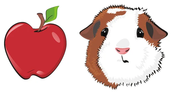 豚鼠和红苹果 — 图库照片