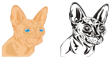 Renkli ve siyah ve beyaz sfenks kedileri