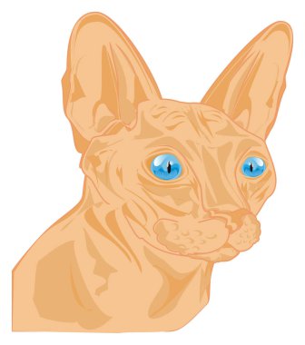 Mavi gözlü sfenks kedisi