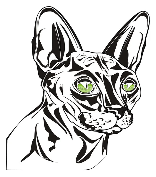 Preto Branco Sphynx Gato Com Olhos Verdes — Fotografia de Stock