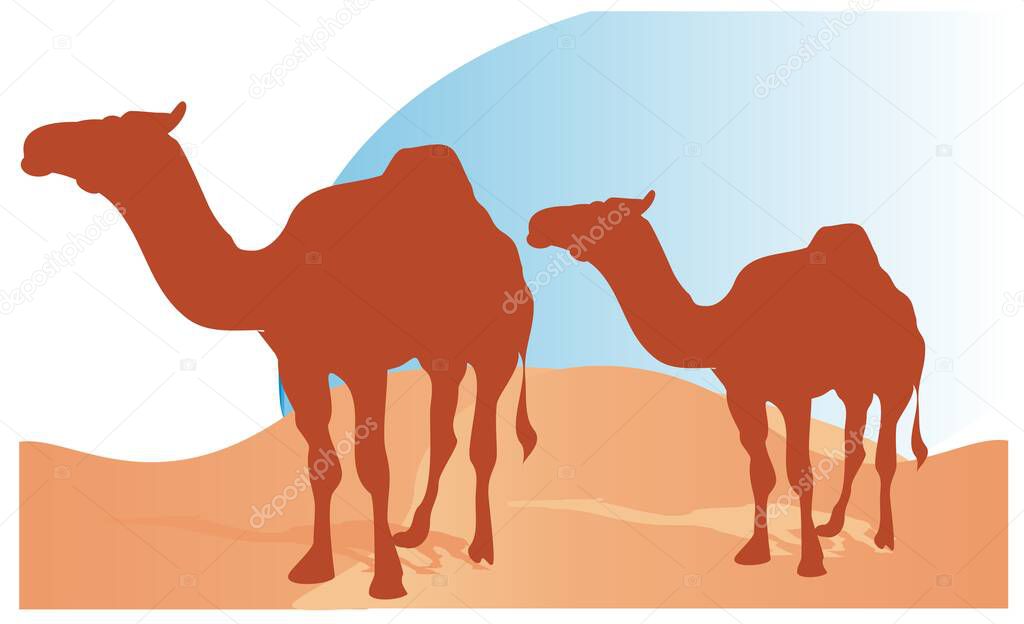 two camels on the sand