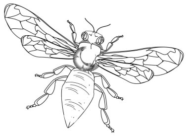 Beyaz arka planda siyah beyaz arı