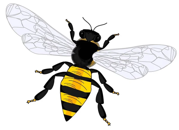 Eine Biene Auf Weißem Hintergrund — Stockfoto