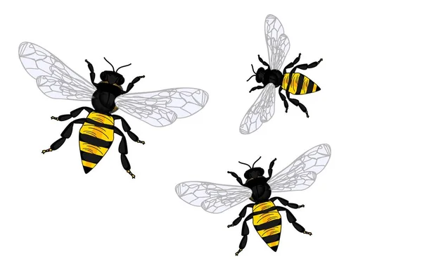 Lot Different Bees — Stock Photo, Image