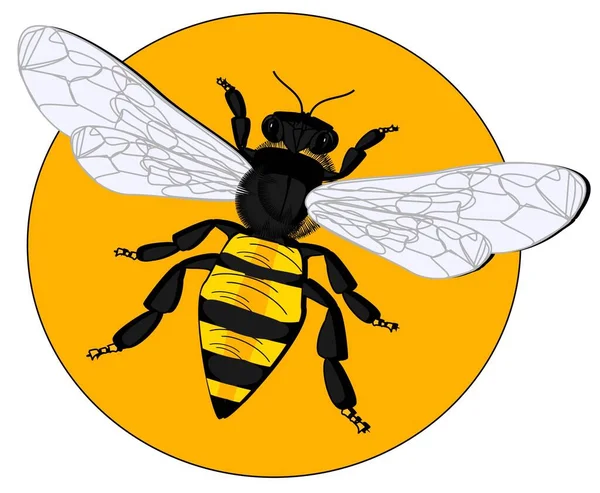 Včela Stínem Žluté Značce — Stock fotografie