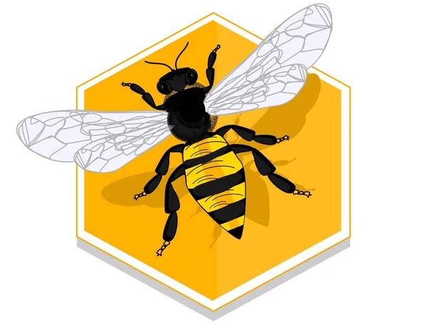 Včela Svým Stínem Zubech — Stock fotografie