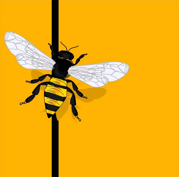 Včela Stínem Sedí Černé Čáře — Stock fotografie