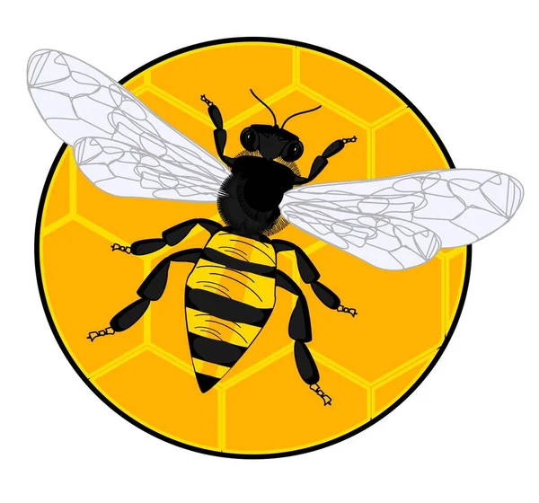 Pszczoła Siedzieć Okrągłe Ugryzienie — Zdjęcie stockowe