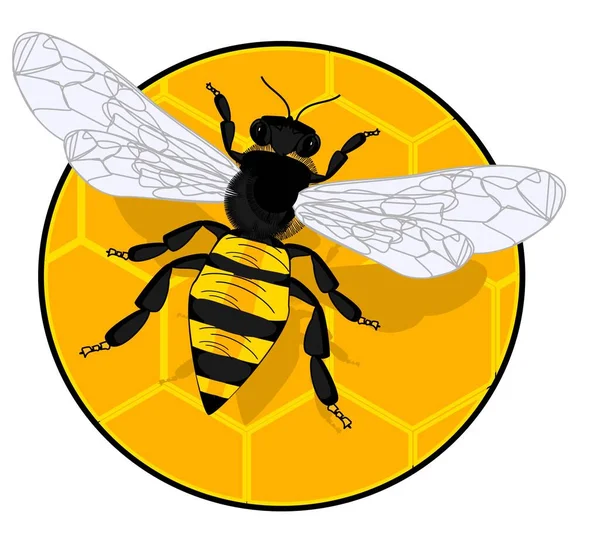 Včela Sedí Kulatém Kousnutí — Stock fotografie