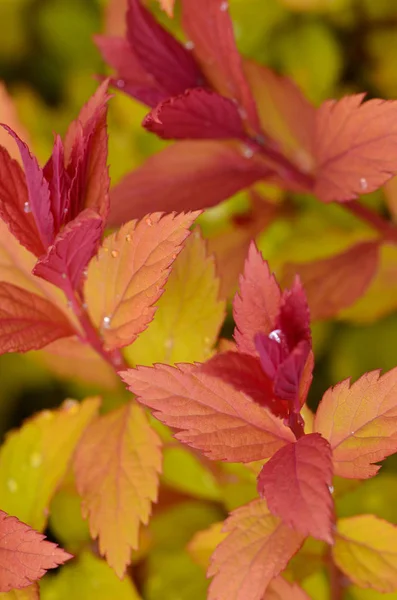 Orange and Red Leaves — Stock Photo, Image