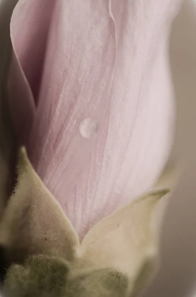 Fuzz sur une rose d'encre — Photo