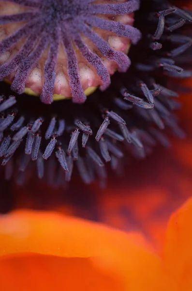 Poppy Close Up — Stock Photo, Image