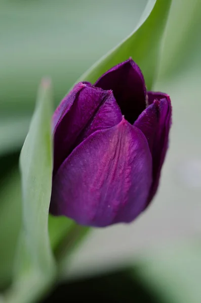 Macro tulipe pourpre — Photo