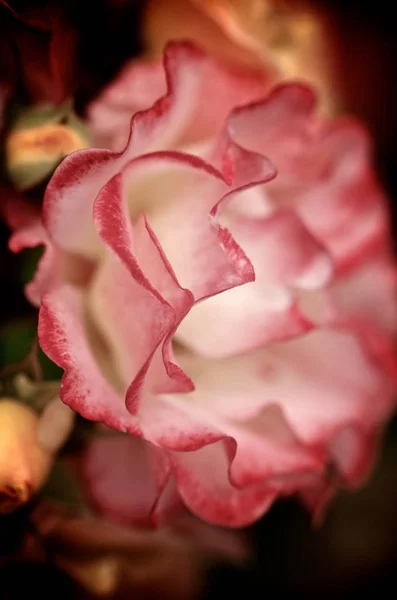 Truc Macro Rose Rouge — Photo