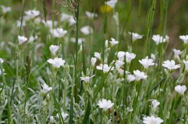 Ot içinde küçük beyaz çiçekler