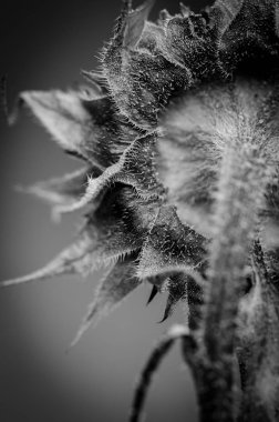 Ayçiçeği siyah ve beyaz