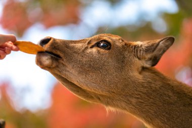 Japonya 'daki Nara Park' ta geyik beslemek, Kasım sonbahar sezonunda kapanış.