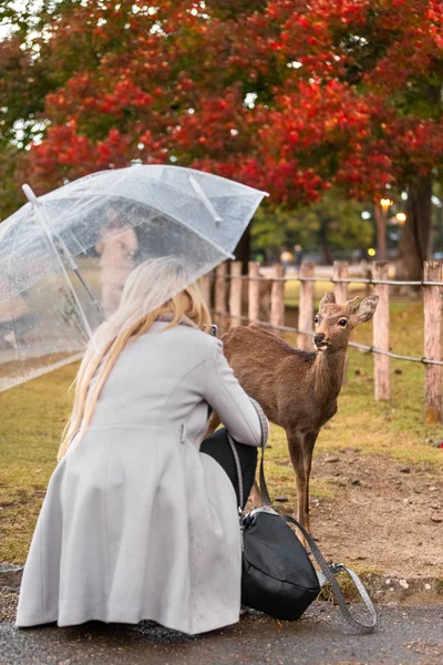 A woman approaches a wild animal, deer, at a park taking a photo and feeding in Kyoto nara Park JapanClose up of a wild deer young fawn in nature at national park