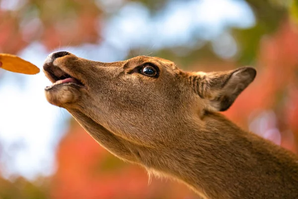 Close up of a human feeding a wild animal deer at Nara Park in Kyoto Japan