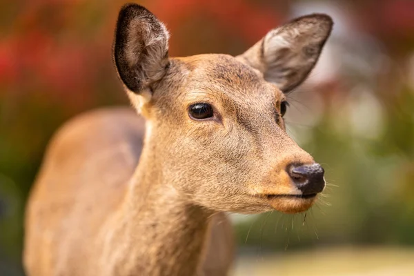 Beautiful Close Young Deer Fawn Face Nature Fall Autumn Season — Stock Photo, Image