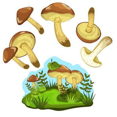 Yağlılar mantar izole, raster illüstrasyon