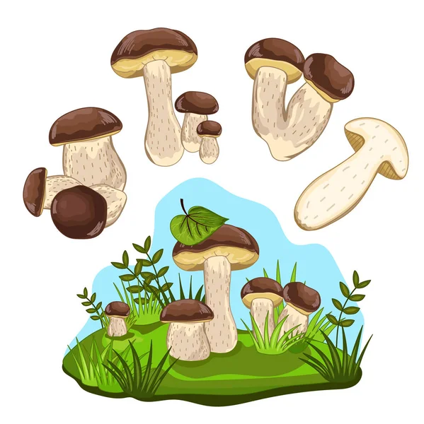 牛肝菌蘑菇孤立，光栅图 — 图库照片