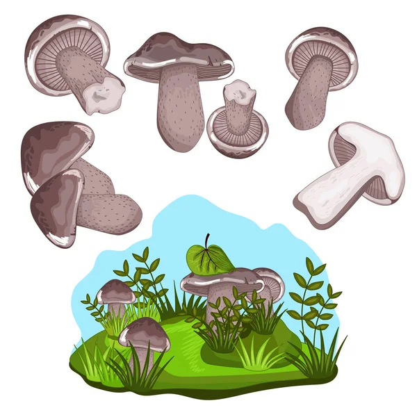 Blewits grzyb na białym tle, raster ilustracja — Zdjęcie stockowe