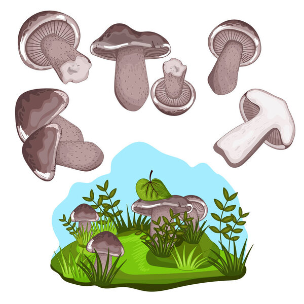 Blewits mushroom isolated, raster illustration