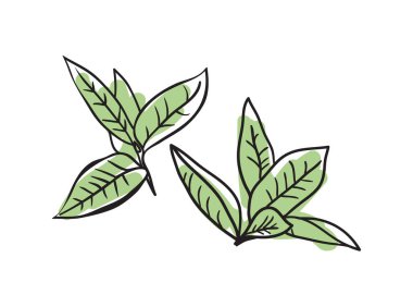 Yeşil çay el çizimi simge