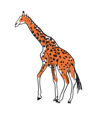 Beyaz arkaplan vektör illüstrasyonunda el çizimi ikonu izole edildi. Afrika vahşi hayvan resmi, hayvanat bahçesi çizim amblemi.