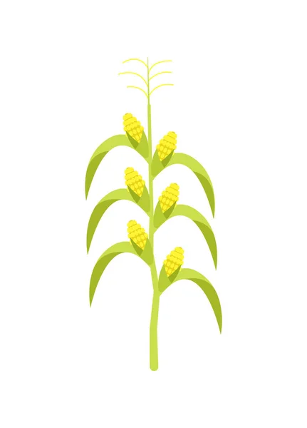 Icône Maïs Sur Tige Agriculture Illustration Vectorielle Récolte Naturelle Isolée — Image vectorielle